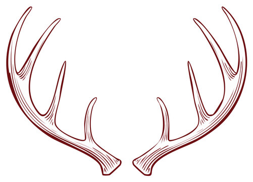 Elegant antler silhouette with detailed lines in a deep red outline