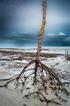 Jericoacoara Beach, Ceara - Brazil