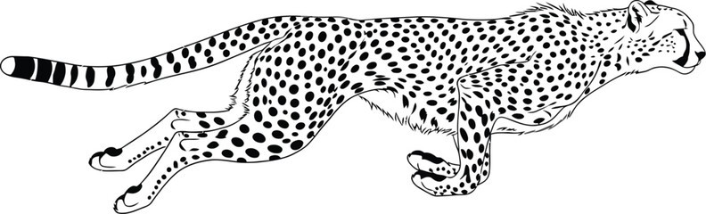 Cheetah running predator feline mammal wildlife speed spots hunter fast wild