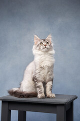 A white Maine Coon kitten sits on a wooden platform, gazing into the distance. The blue-toned...