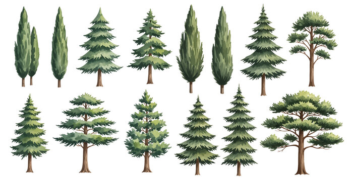 A diverse collection of illustrated evergreen trees, including various pine, fir, and cypress species, isolated on a transparent background.