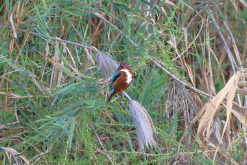 Kingfisher, Alcedo atthis, single bird on reed, Uganda