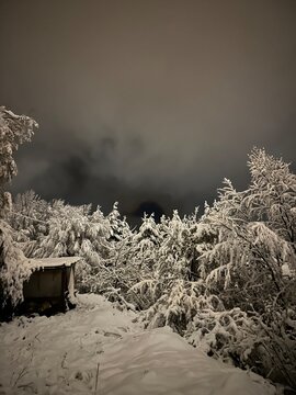 Silent winter forest covered in deep snow under a moody night sky, where untouched nature sleeps quietly&mdash;each branch holding the calm weight of the season&rsquo;s serene and frozen beauty.