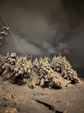 Silent winter forest covered in deep snow under a moody night sky, where untouched nature sleeps quietly&mdash;each branch holding the calm weight of the season&rsquo;s serene and frozen beauty.