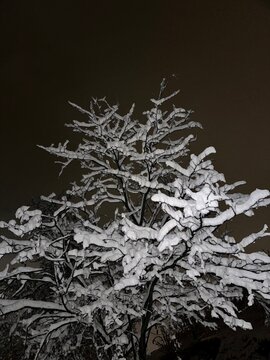 Snow-laden branches reach into the dark winter sky, their frozen forms illuminated in silence&mdash;each line of the tree capturing the still power and quiet poetry of a cold, moonless night.