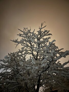 Snow-laden branches reach into the dark winter sky, their frozen forms illuminated in silence&mdash;each line of the tree capturing the still power and quiet poetry of a cold, moonless night.