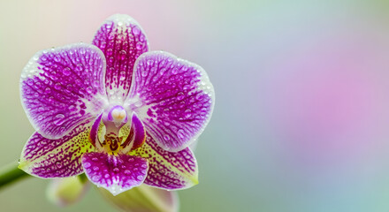 purple orchid flower