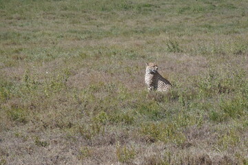 Gepard im Sonnenschein in der Serengeti	