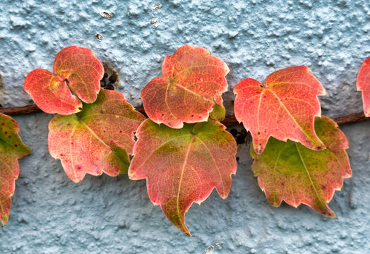 brightly colored autumn leaves on the gray wall