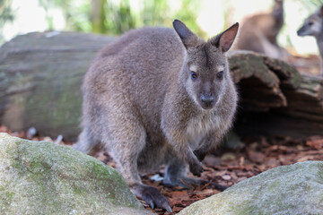 The Tammar Wallaby is small animal and cute in Australia
