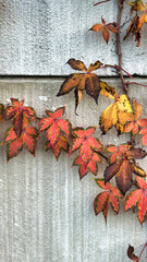Obraz premium brightly colored autumn leaves on the gray wall