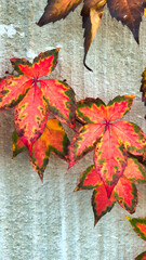 brightly colored autumn leaves on the gray wall
