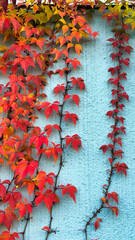brightly colored autumn leaves on the gray wall
