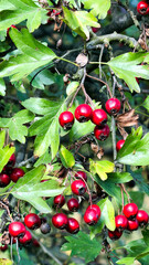 brightly colored autumn leaves on the gray wall