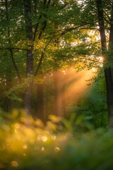 Fototapeta premium Sunbeam forest path