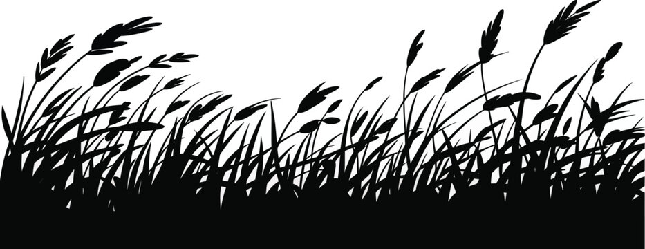 Silhouette of tall wild grass swaying gently in the wind against a clean background