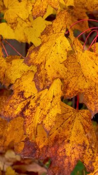 brightly colored autumn leaves slowly sway on the wind