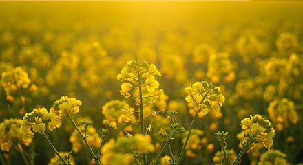 Obraz premium Vibrant Yellow Bloom: A field of flowering plants bathed in the golden light of the sun creates a captivating and immersive natural landscape.