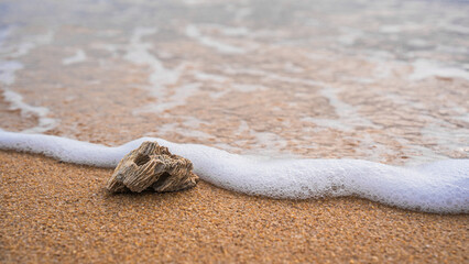 Coral on sand beach tropical seaside with white wave seashore, Widelife in nature background well space for text summer season