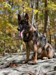 Perfect German Shepherd