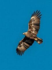 Obraz premium Eagle soaring in clear blue sky majestic bird of prey hunting wildlife