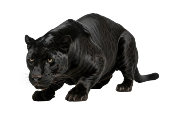 An obsidian black panther with glossy fur and taut muscles in a low crouch, piercing amber eyes, on a high-key white studio background with copy space, concept of predatory power