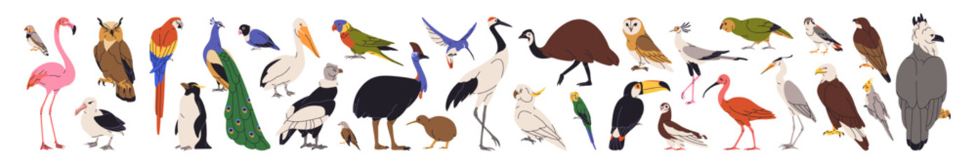 Set of different species of birds. Cute parrots, hummingbirds, penguins, toucans, eagles and owls. Various feathered animals. Wild fauna. Flat isolated vector illustrations on white background.