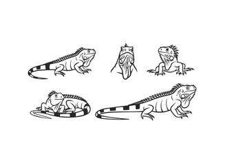 Iguana Vector Illustrations Set in Various Poses
