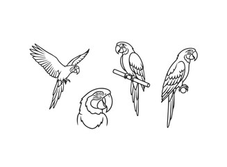 Macaw Parrot Line Art Vector Illustration Set