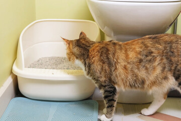 cat sniffs a litter tray during training process for homeless cat adaptation