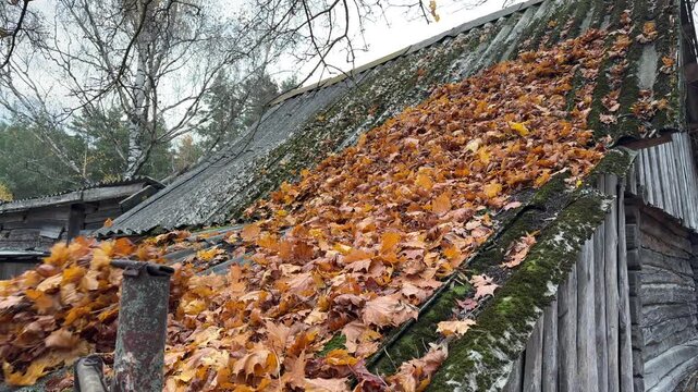 A man raking fallen maple leaves off a roof, Cleaning a roof from fallen autumn maple leaves.