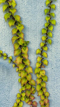 brightly colored autumn leaves on the gray wall