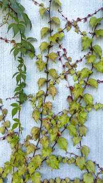 brightly colored autumn leaves on the gray wall