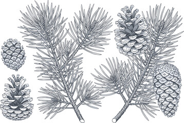 Pine, Branch, Cone, Botanical, Silhouette, Nature, Tree, Needle, Foliage, Forest, Vector, Cad, Drawing, Design, Illustration, Black, White, Minimal, Winter, Icon