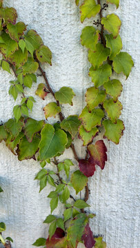 brightly colored autumn leaves on the gray wall