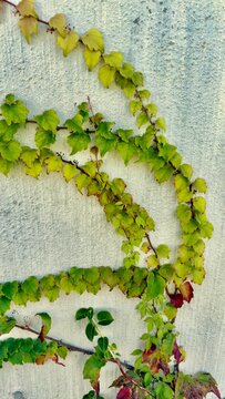brightly colored autumn leaves on the gray wall