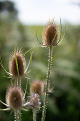 Obraz premium A bunch of flowers with brown stems and green leaves
