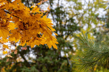 Autumn at Okanagan Lake Provincial Park