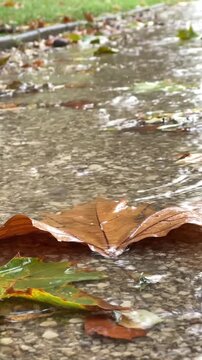 Autumn leaves floating on water surface as rain falls, camera pans across scene