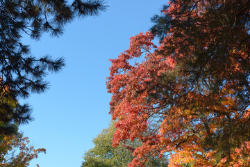 autumn trees against blue sky
