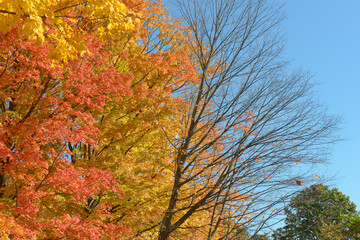 autumn trees in the park