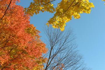 autumn leaves against blue sky