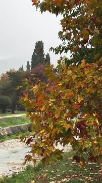 Autumn leaves gently sway near a flowing river, camera pans to capture scene