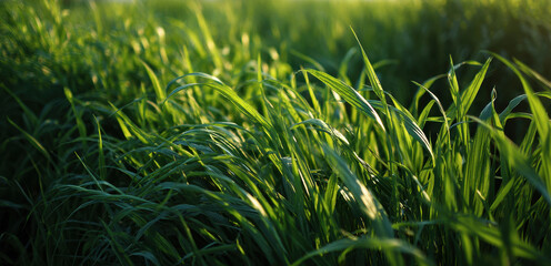 Close-Up of Grass Growing in a Dense Clump, Natural Greenery