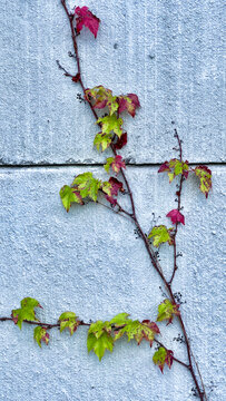 brightly colored autumn leaves on the gray wall