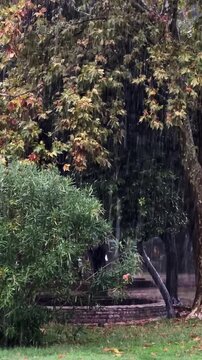 Rainfall cascades through autumn foliage, camera pans to reveal lush greenery