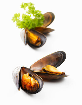 Miesmuscheln,food,niemand,closeup,Mytilidae,weiss