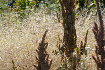 dry grass in a field