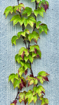 brightly colored autumn leaves on the gray wall