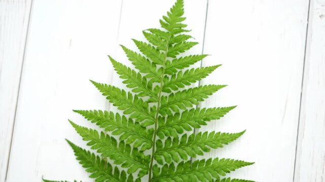 Fern Frond on White Wood - A vibrant green fern frond is displayed on a clean, white-painted wooden surface. The fern fills the frame, showcasing its intricate leaf structure and symmetrical pattern.